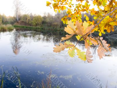 Tree with autumn leaves