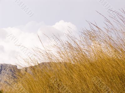 Yellow dry grass