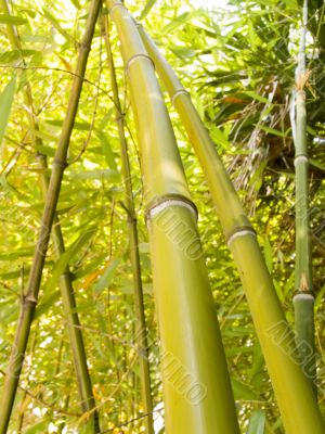 Bamboo grove