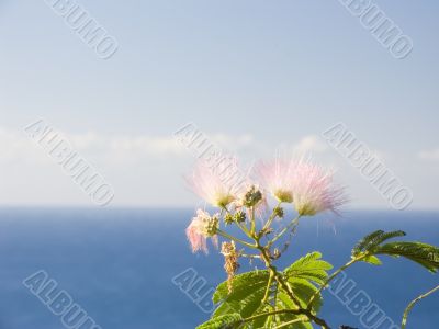 Flower of a pink acacia