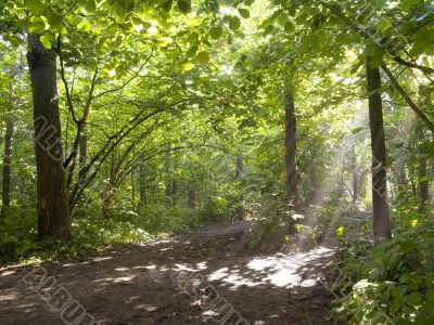 Foggy morning in a wood