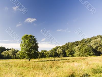 Lonely tree on a meadow