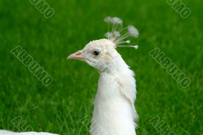 white peacock