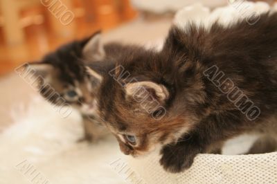 Small kittens