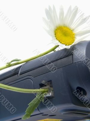 Flowers of a camomile on E-Mail