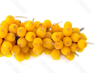 Branch of a berry of sea-buckthorn