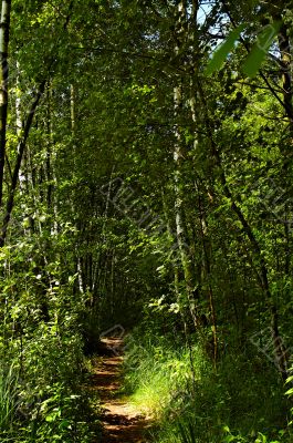 forest way