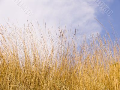 Yellow dry grass