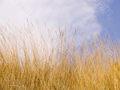 Yellow dry grass Yellow dry grass