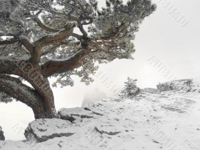 Huge old tree