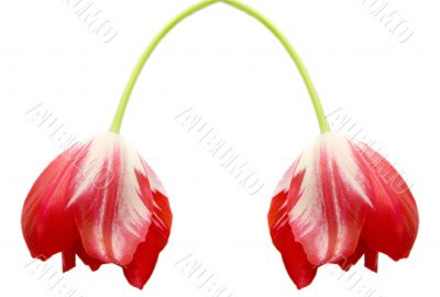 Red tulips Red tulips