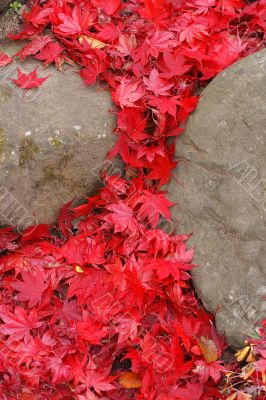 Maple leaves waterfall