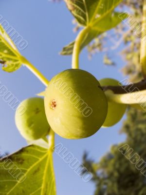 fig tree fig tree