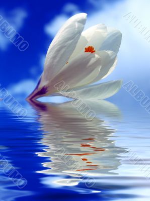 Spring flowering Spring flowering
