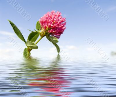 clover clover
