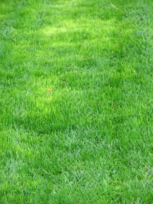 Green grass