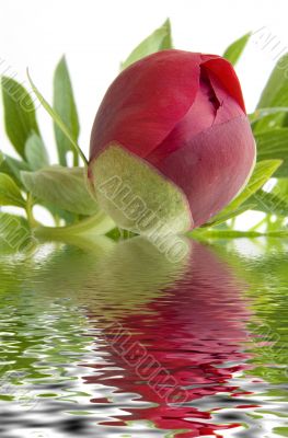 Claret bud of a peony