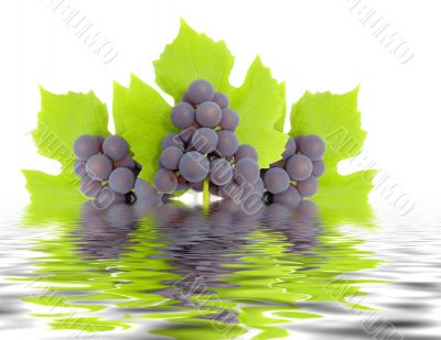 Some clusters of a grapes Some clusters of a grapes