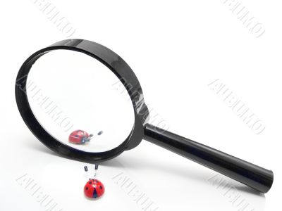 Magnifier with two ladybirds