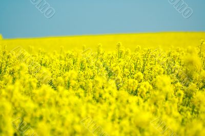 yellow rape