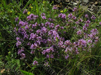 thyme herbal plants