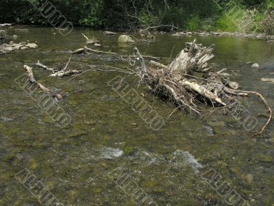 wooden stem in a mountain rivulet wooden stem in a mountain rivulet