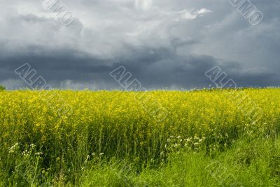 yellow rape