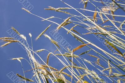 Inspirational and colorful