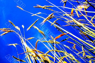 Inspirational and colorful