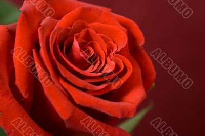 Bud of a scarlet rose close up