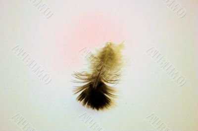 A Feather