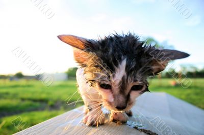 wet unhappy cat