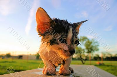 wet unhappy cat