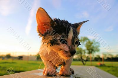 wet unhappy cat