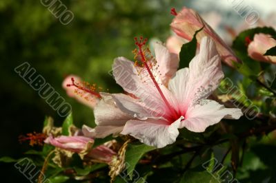 Pink Hibiscus
