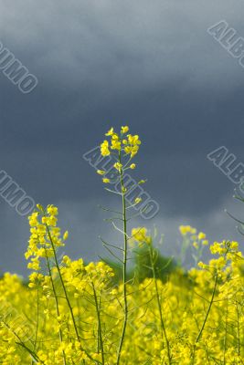 yellow rape