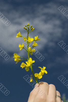yellow rape