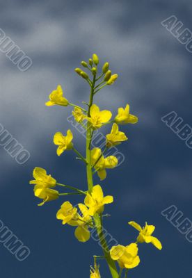 yellow rape