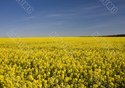 yellow rape