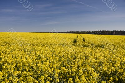 yellow rape
