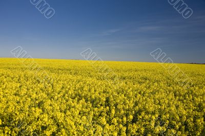 yellow rape