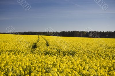yellow rape