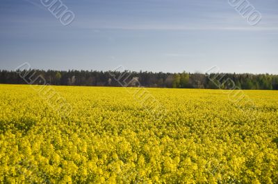 yellow rape