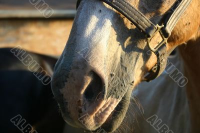 Horse photo