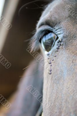 Horse photo