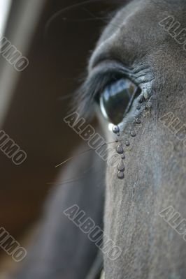 Horse photo