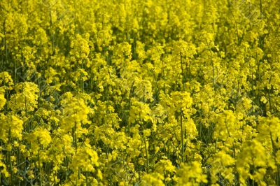 yellow rape