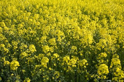 yellow rape