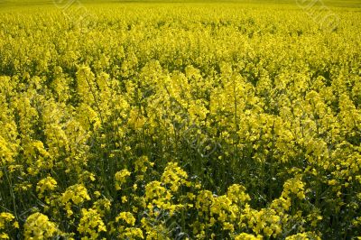 yellow rape