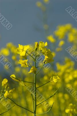 yellow rape